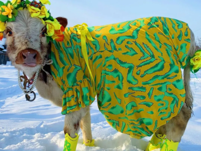 Теленок из Мегино-Кангаласского района Якутии выиграл в конкурсе красоты