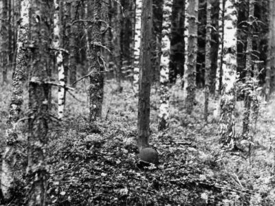 Братские могилы (две) советских воинов