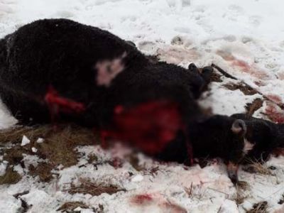 В Вилюйском районе медведь загрыз коров в 5 км от поселения. Есть риск нового нападения