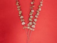 Ветвь Montieri I