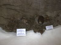 Краеведческий комплекс «Музей вечной мерзлоты»