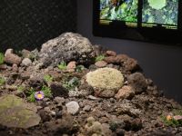 Культурно-просветительский комплекс «Музей вулканов на Камчатке «Вулканариум»