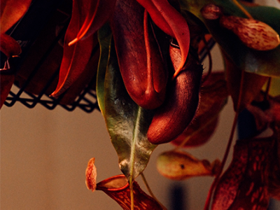 BOTANICAL EXPO 13-14 декабря