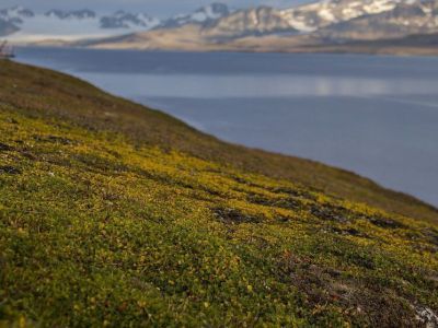 Тундра может остаться только в школьных учебниках географии