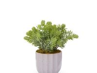 Цветок Pontegrande