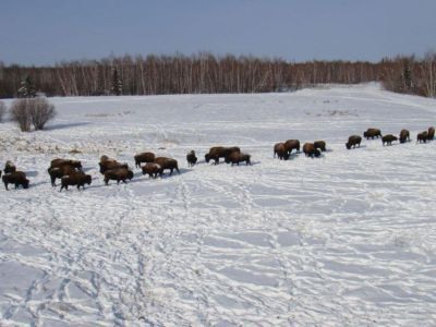 АЛРОСА поддержит питомники лесных бизонов Якутии