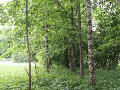 Усадебный парк