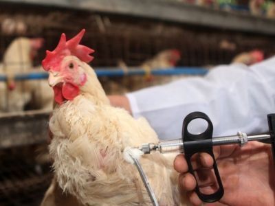 В Россельхознадзоре предупредили об опасности заноса гриппа птиц в Якутию