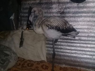 Найденного фламинго в Якутии могут передать в зоопарк «Орто Дойду»