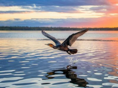 В Якутии начали гнездиться бакланы. Морские птицы могут представлять угрозу местной экосистеме