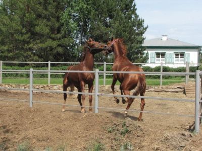 Конюшня музея-заповедника М. А. Шолохова