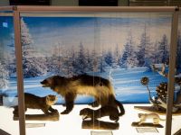 Билибинский краеведческий музей им. Г. С. Глазырина