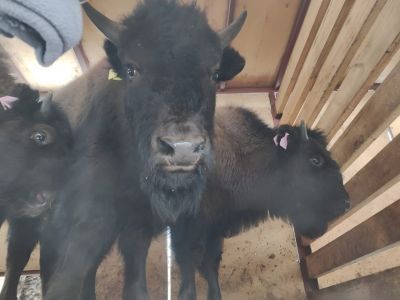 В Среднеколымском районе Якутии откроют бизонарий