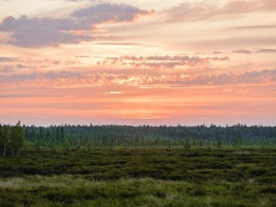 «Таас-Юрях Нефтегазодобыча» высадила более 500 тысяч сеянцев сосны в Якутии