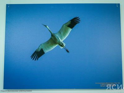 В Якутии изучат стерхов с помощью БПЛА