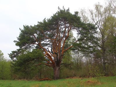 Остатки пейзажного парка
