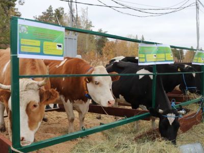 Коровы, козы, страусы: в Якутске прошла выставка племенных хозяйств