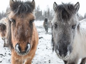 Автотур "Колыма". Маршрут: Якутск-Оймякон-Магадан (Зимний сезон)