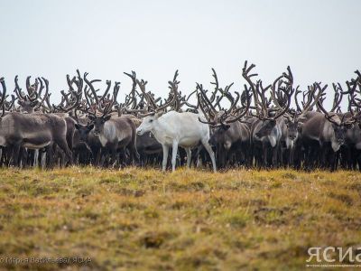 Поиски пропавших в Аллаиховском районе оленей будут продолжены