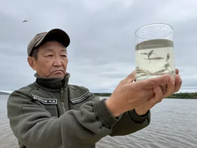 В реку Лену выпустили около 275 тысяч особей молоди сибирского осетра