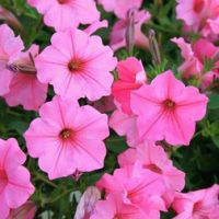 Петуния ампельная Опера F1 Роуз (1уп-100драже) профессиональные семена
