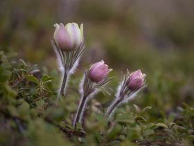 Весеннее пробуждение. Пешая экскурсия по Табагинскому Мысу