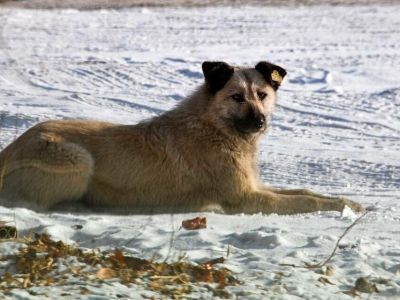 Регионы могут получить дополнительные полномочия по закону об ответственном обращении с животными