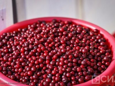 В арктических районах Якутии начали принимать ягоды у населения