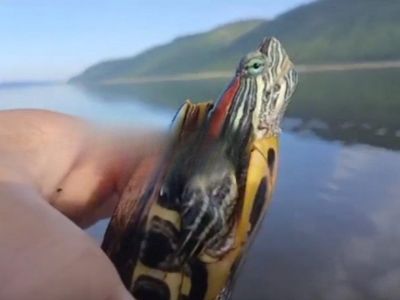 В Якутии рыбаки выловили в реке Лене красноухую черепаху UPD