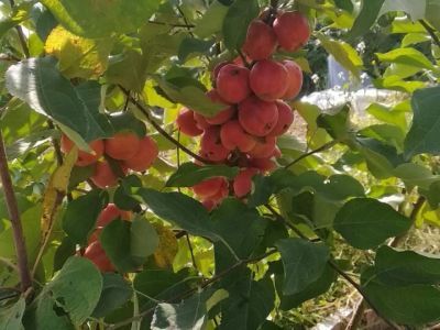 ФОТОФАКТ. В саду у жителя Хангаласского улуса поспели яблоки