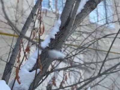 Видеофакт: жители Якутска заметили вербу, распустившуюся в начале марта