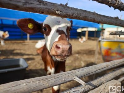 В сайылыках Якутии содержатся более 40 тысяч голов крупного рогатого скота