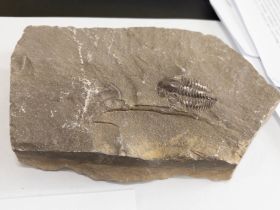 В Якутии ученые собрали уникальные образцы кембрийского периода