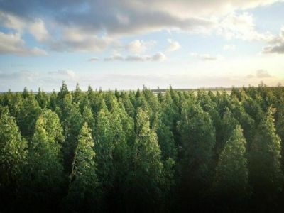 Виновнику лесного пожара грозит тюрьма, если ущерб превысит 10 тысяч рублей