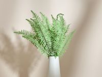 Ветвь Суккулент/Succulento