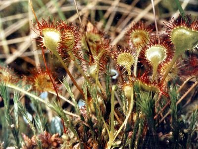 Цветы-хищники, единственный в мире гибрид, лесная орхидея: необычные растения Якутии