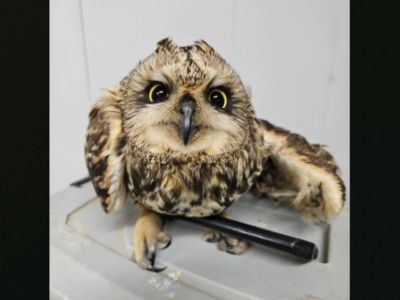 Сову с поврежденным крылом обнаружили в Якутске