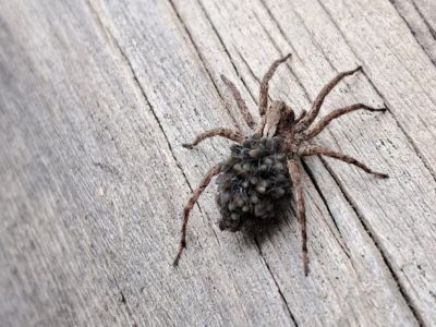 Якутянка нашла на даче большого паука с детенышами на спине