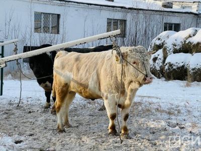 Государственный банк семени и эмбрионов сельскохозяйственных животных открыли в Якутии