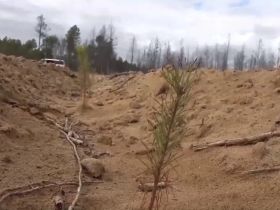Лесовосстановление АЛРОСА: более 350 тысяч сеянцев сосны высадили в Олекминске в этом году