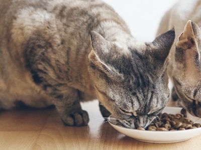 Производители кормов, из-за которых умерли сотни кошек, не стремятся предупреждать покупателей