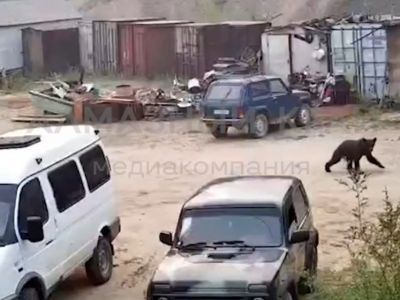 В Ленске ликвидировали одного из медведей, забредших в город
