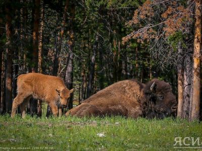 В бизонарии «Усть-Буотама» в Якутии открыли летний турсезон