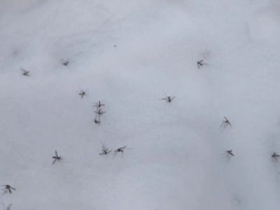 Большое количество комаров обнаружили в сугробах в Якутске