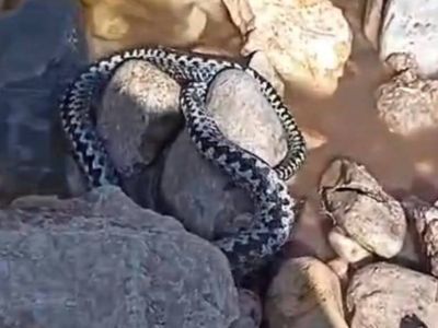 Гадюки пробудились после зимней спячки в Якутии