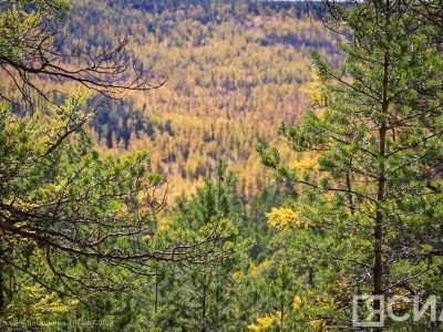 Трехлетний ребенок пропал в селе Жемкон Вилюйского района Якутии