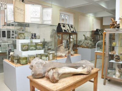 Музей анатомии им. Б. К. Гиндце