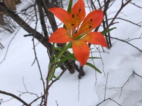 Якутянка создаёт из полимерной глины удивительно реалистичные цветы
