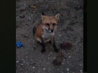 В Якутске отловили лису, бродившую по городу месяц