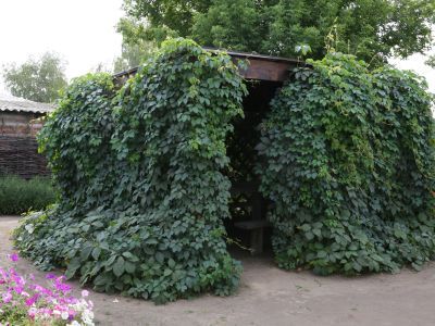Беседка